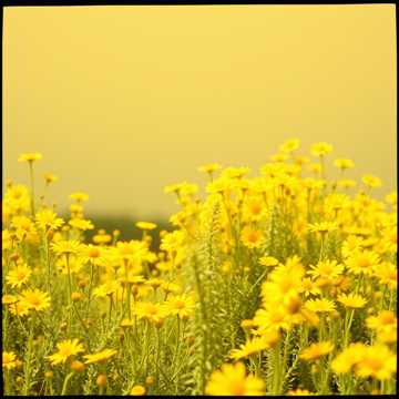 Couverture de la chanson Amarillas