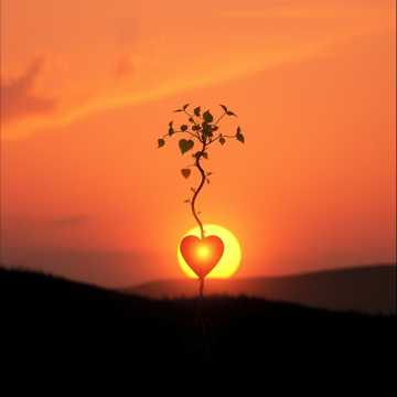 曲のカバー amor a primeira vista