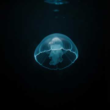 Cover of the song Shining In The Sea