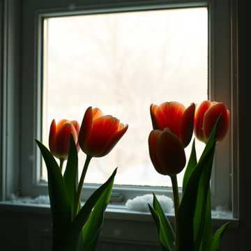 คัฟเวอร์เพลง тюльпаны