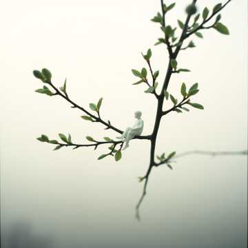 Cover des Liedes Csattog a fűzfa már zölden