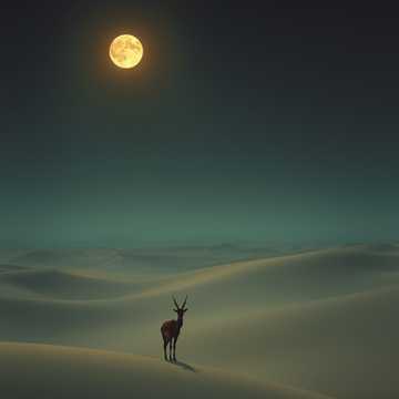 A dal borítója غزال الريم