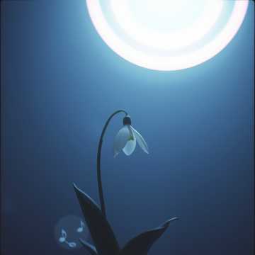 A dal borítója Szürke hóvirág