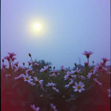 A dal borítója 花前對酌訴離情