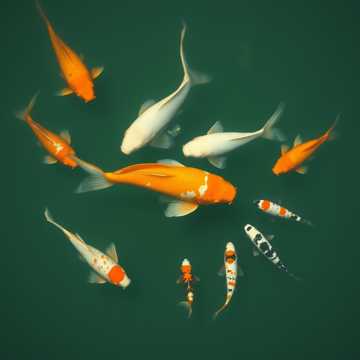 Cover des Liedes Peces