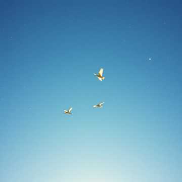 Cover of the song Dreamer's Flight