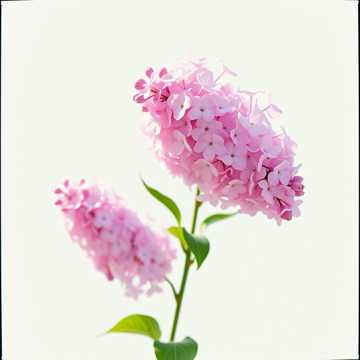 歌曲的封面Свидание (стихи Н. Орловой)