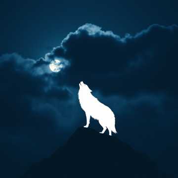 Cover des Liedes Белый волк