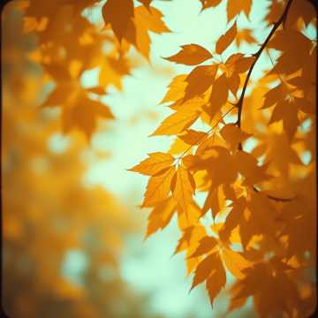 Cover des Liedes Ouça ○ vent○
