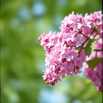 Cover of the song 花びら、夢の欠片