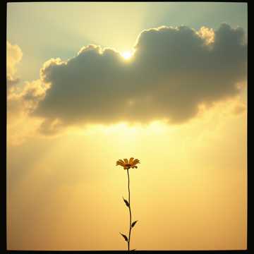 คัฟเวอร์เพลง Rayne's Sun