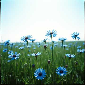 Cover des Liedes Слуцкия ткачыхи