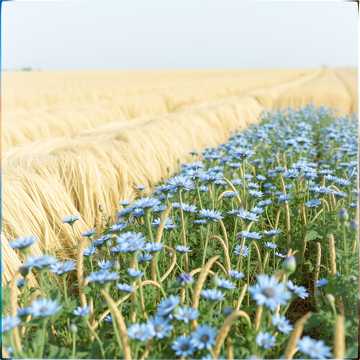 Cover of the song Слуцкия ткачыхи