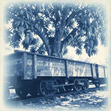 Cover van het nummer Mango Tree Train
