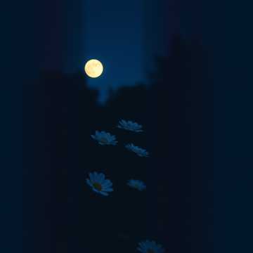 Capa da música 사랑