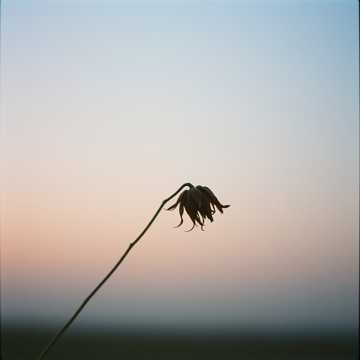 Cover utworu Cuối cùng thì