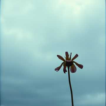 Portada de la canción A solidão