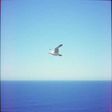 歌曲的封面Voe Jonathan(Á Gaivota)