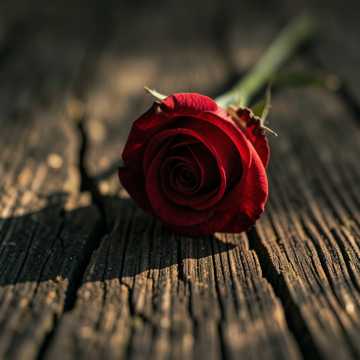 Bìa bài hát Cómo decirte