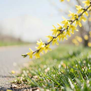 Кавер на песню 개나리