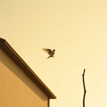 Copertina della canzone VIENI COLOMBA