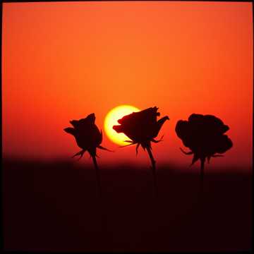 歌曲的封面Black Roses