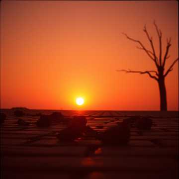 Cover of the song Black Roses