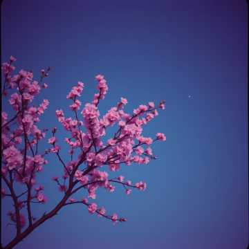 歌曲的封面Meggyesil Éva : Hiába