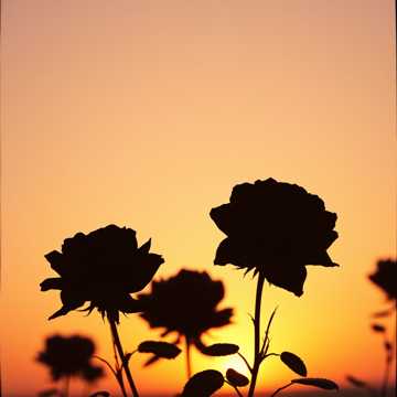 Cover utworu Black Roses