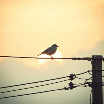 غلاف الاغنية นกน้อย