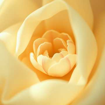 Кавер на песню Je Suis Une Jolie Fleur d’Amour