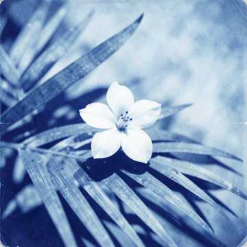 曲のカバー روان علوان