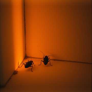 歌曲的封面Három csótány a sarokban