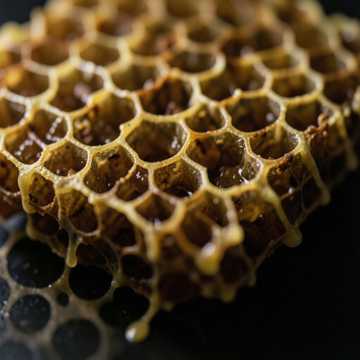 Capa da música نحل