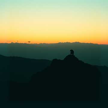 Portada de la canción Señor de los gallos