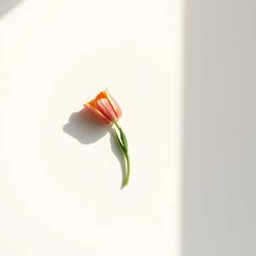 A dal borítója Już wiosna jest