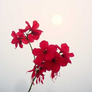 Cover of the song 露凝香