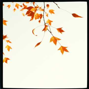 غلاف الاغنية Chờ Đông