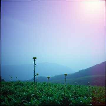 Cover of the song 935 Я Жива Страж Рая Врат Лилит 13 Сефирота