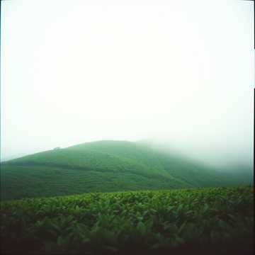 Couverture de la chanson tea