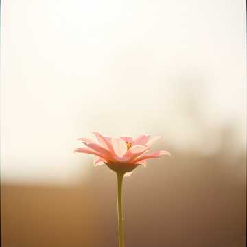 Cover of the song Любимой