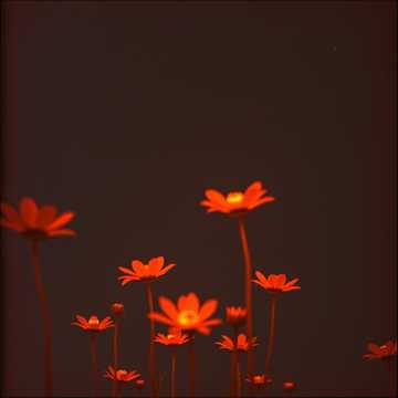 曲のカバー CUANDO