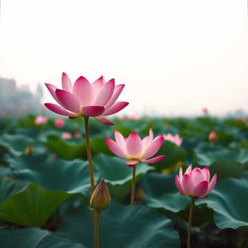 A dal borítója Sudurko Maya