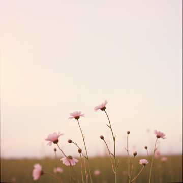 غلاف الاغنية Somriures Robats