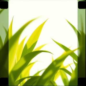 曲のカバー 연둣빛 사랑