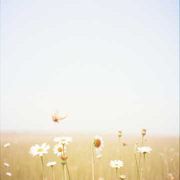 Portada de la canción Whisper of the Winds