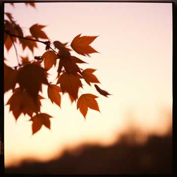 Cover of the song Fading Light