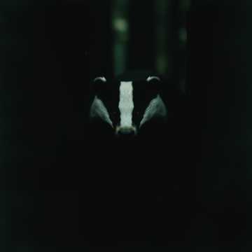 Cover of the song Badger Bounce