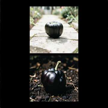Cover of the song fekete paprika