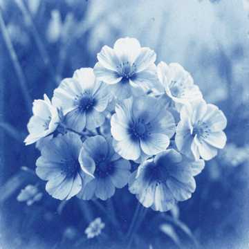 Couverture de la chanson chau jardin